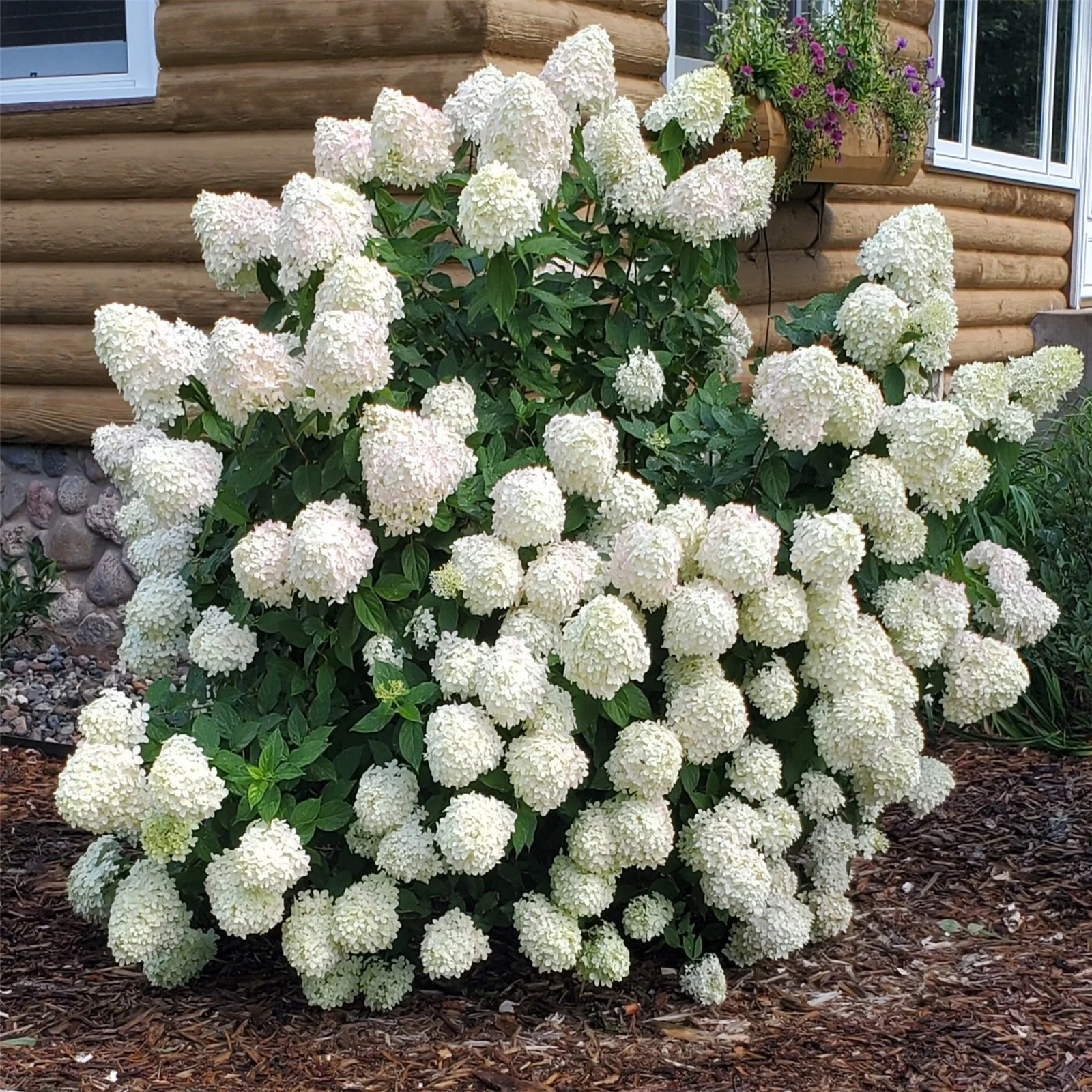Hydrangea?Bulbs, Hydrangea?Rhizome,Gardening Treasures,Hydrangea?Plants,Hydrangea?Gallon, Cold And Drought Resistant, Easy For Gardeners To Grow