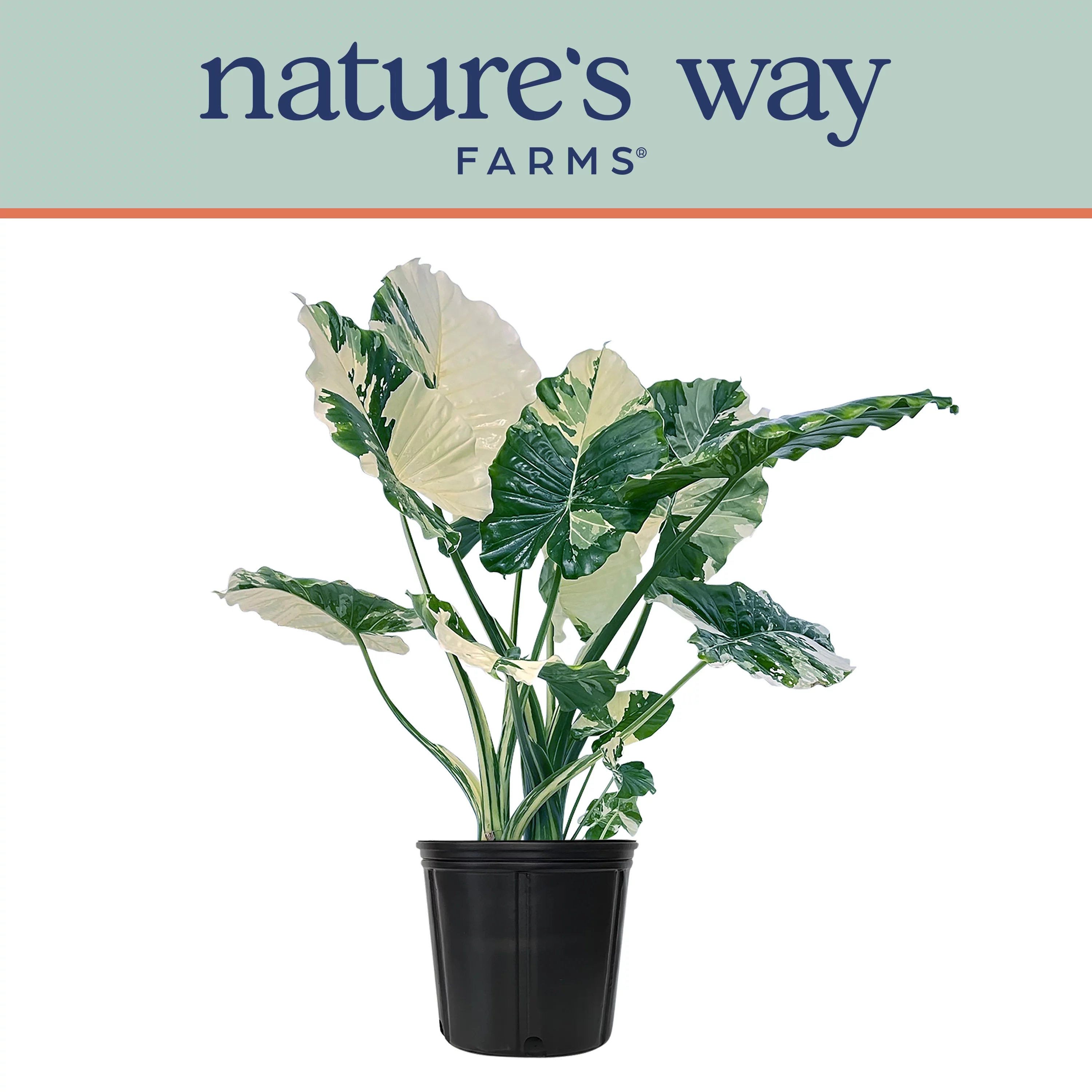 Alocasia Dawn Variegated - Rare Plant Collection - Live Plant (25-30 in. Tall) in Growers Pot - Radiant Selections