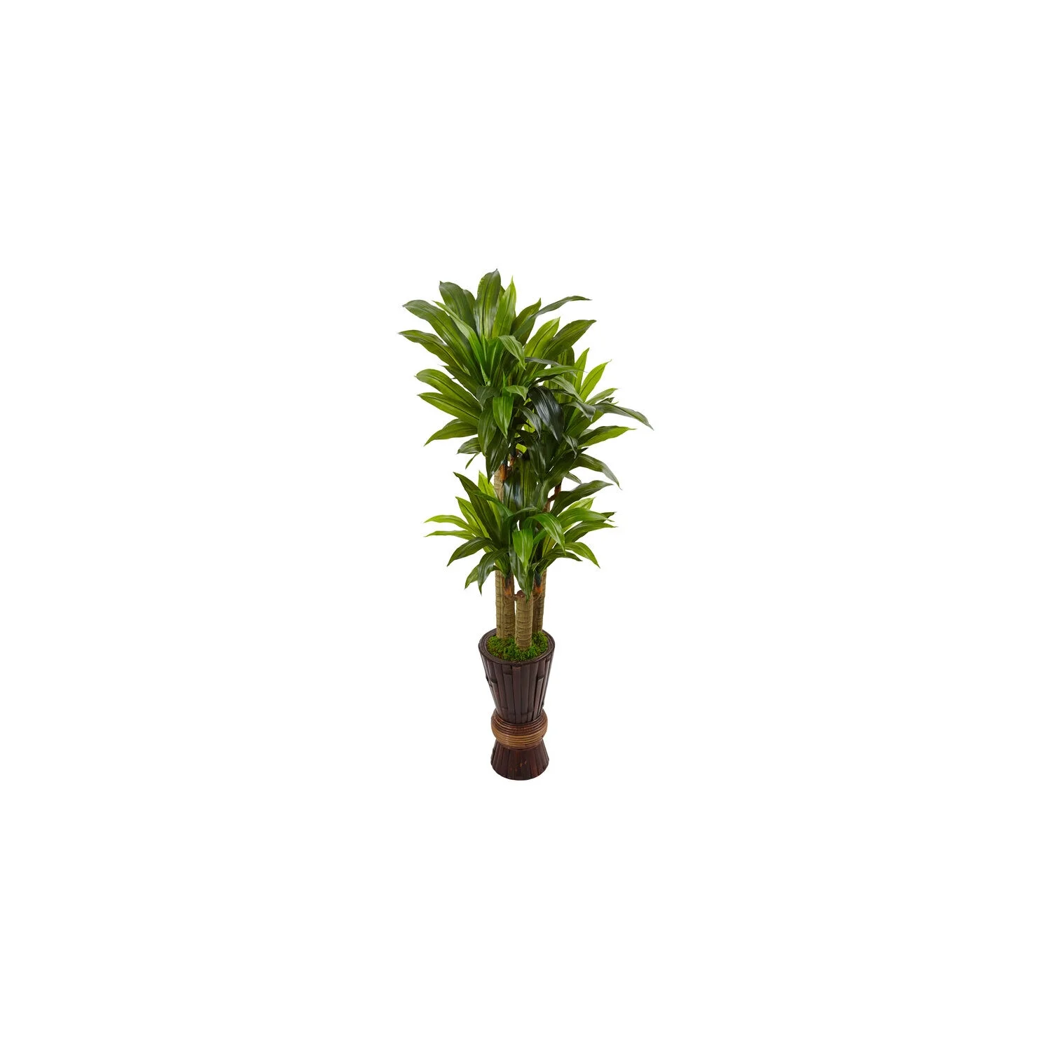 HomeStock Island Interiors 5Ft. Cornstalk Dracaena Plant In Wooden Planter
