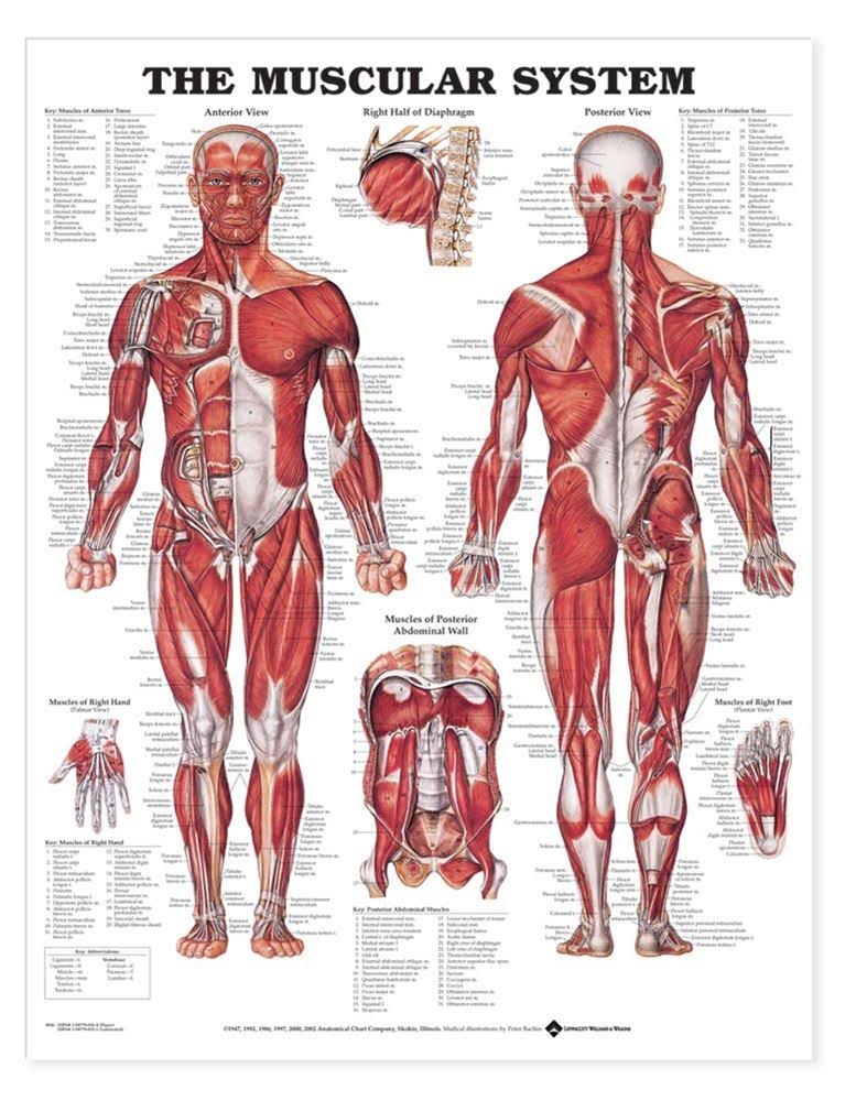 Skeletal System Anatomical Chart, 42x62 Inches