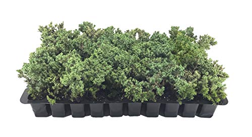 Juniper Procumbens Nana - 30 Live Plants - Drought Tolerant Cold Hardy Evergreen Ground Cover