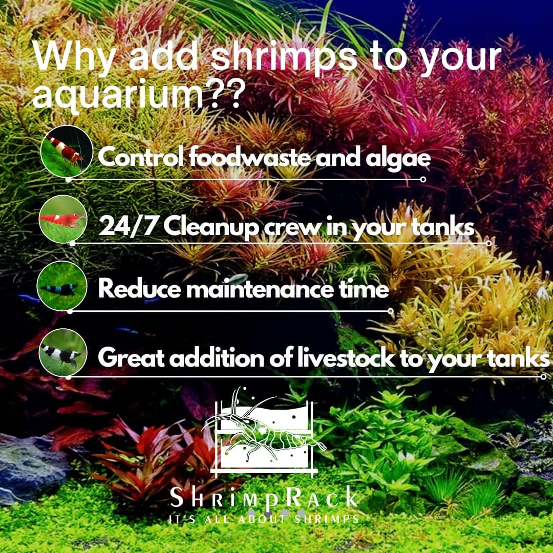 ShrimpRack™ 20 Mixed Color Neocaridina Shrimp Skittles Live Freshwater Aquarium Shrimps Beeding Age Young Adults 1/2-1 inch Long. Live Arrival
