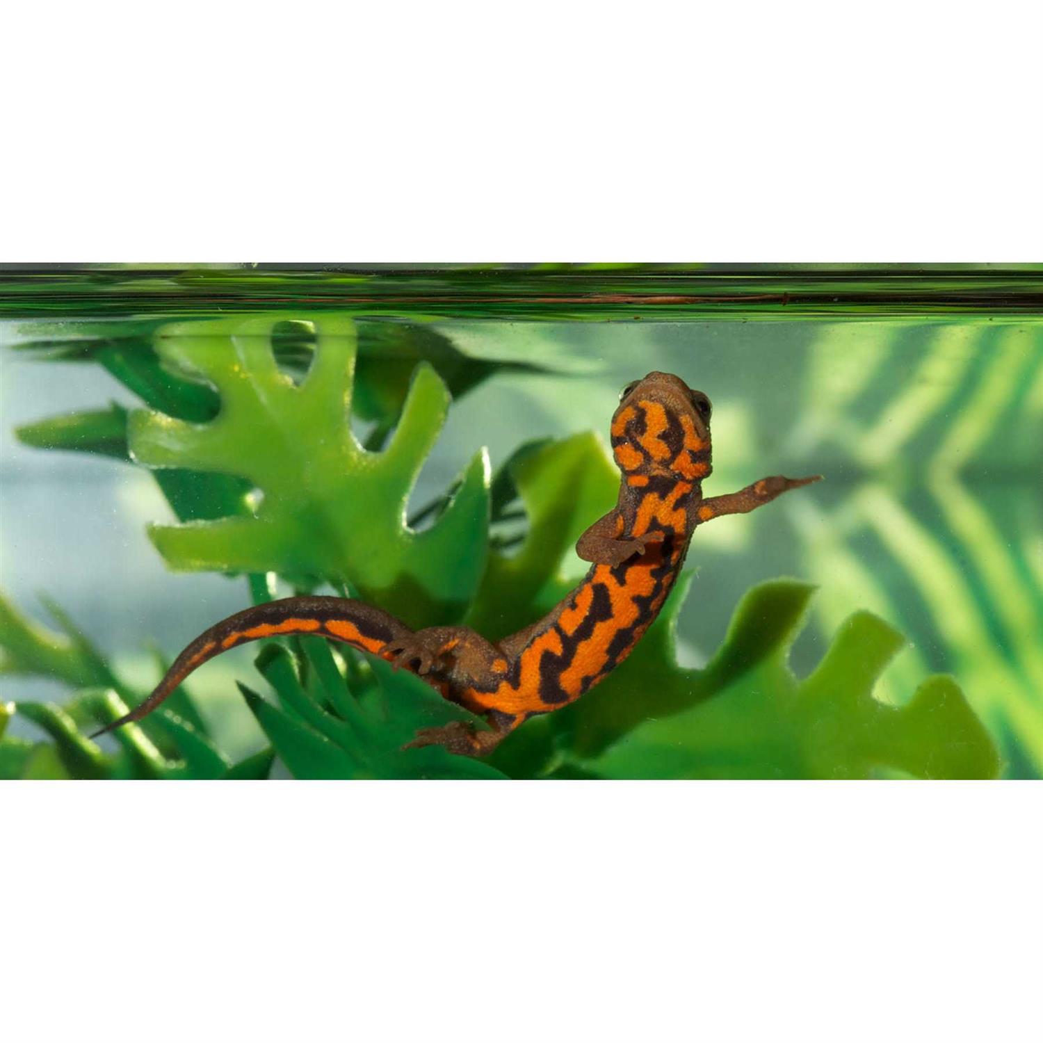 Zoo Med Paludarium Terrarium and Aquarium - Pet Supplies online store