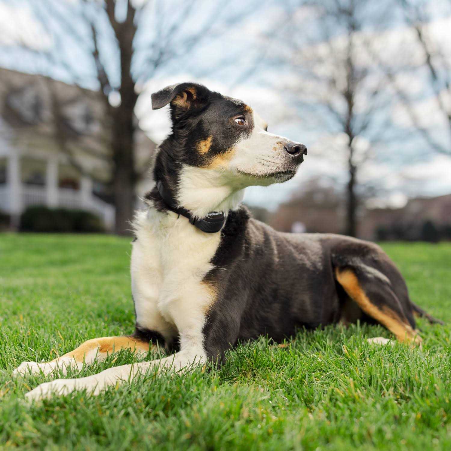 PetSafe Stay &amp; Play Wireless Fence Receiver Collar - Pet Supplies online store