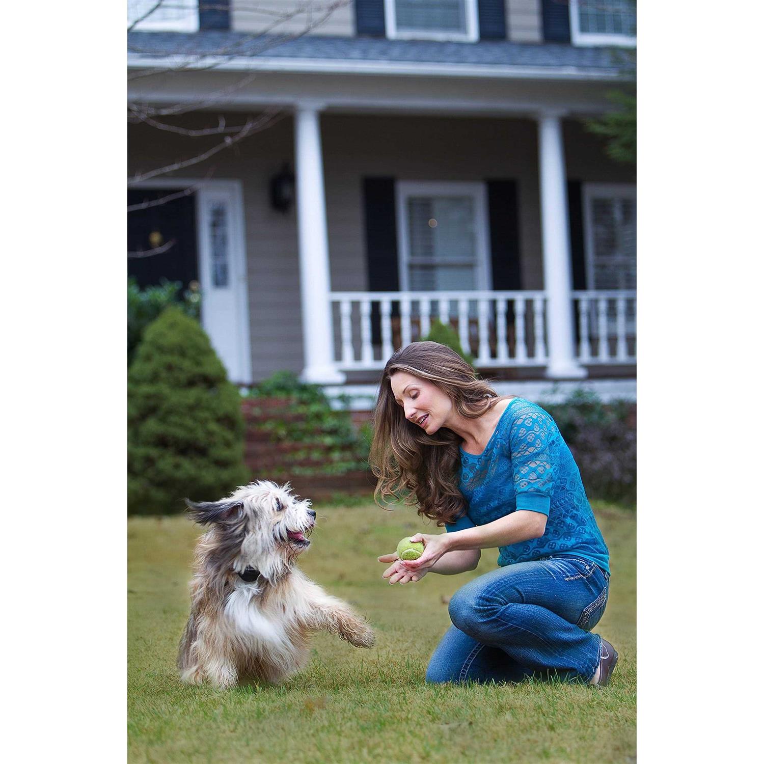 PetSafe Stay &amp; Play Wireless Fence Rechargeable Receiver Collar - Pet Supplies online store