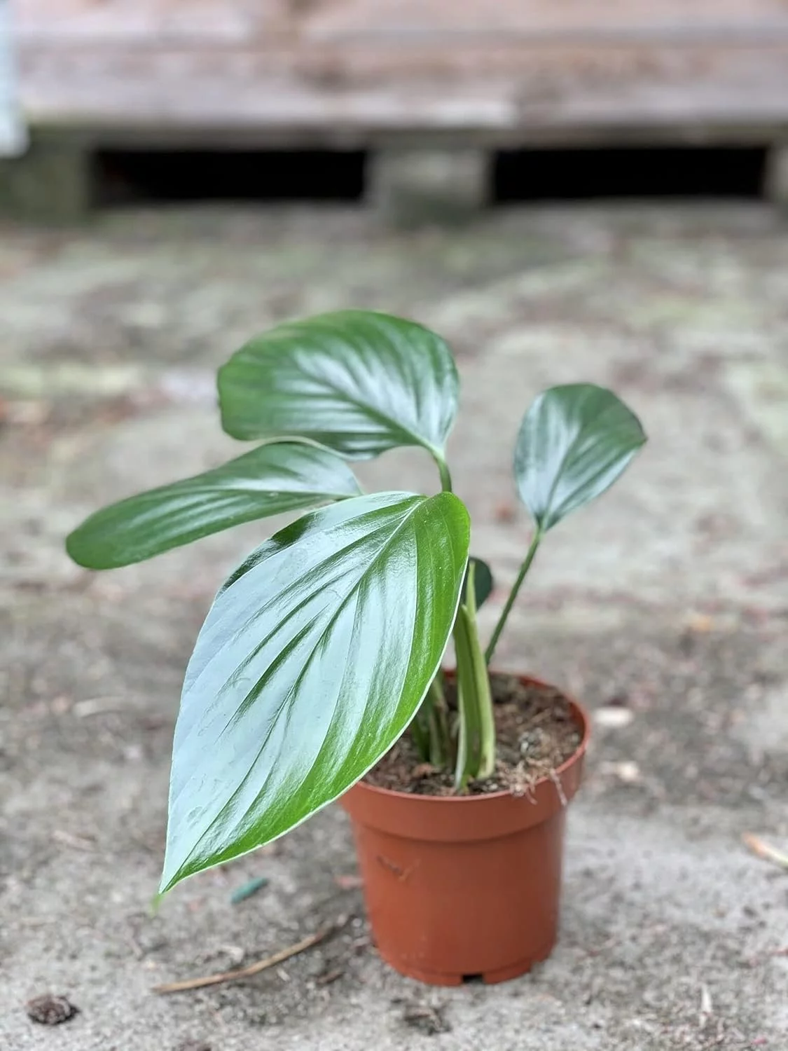 Dragon Tail Plant - Live Plant in a 4 Inch Pot - Rhaphidophora Decursiva - Extremely Rare Florist Quality Plants from Florida