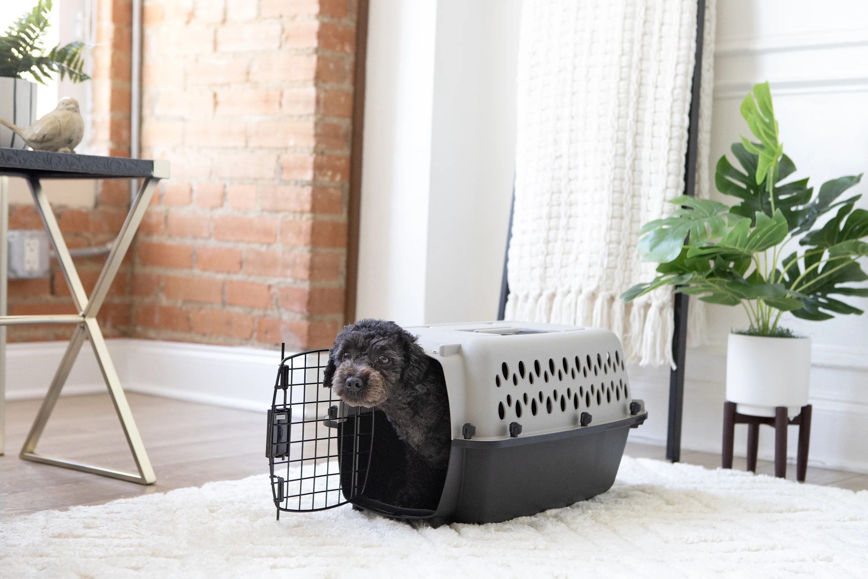 Vibrant Life Pet Kennel 19 X-Small Plastic Dog Crate Portable Carrier for Pets Up To 10 lbs