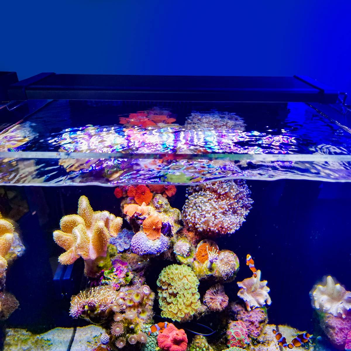 LUXCARE 40W Saltwater Aquarium Light with Full Spectrum LED
