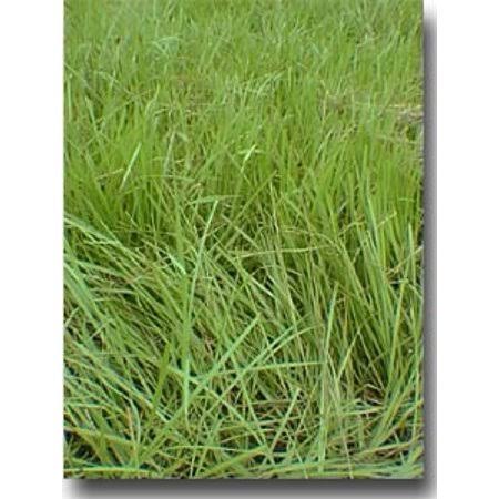 Pensacola Bahia Grass Seed (Coated) - 10 lbs.