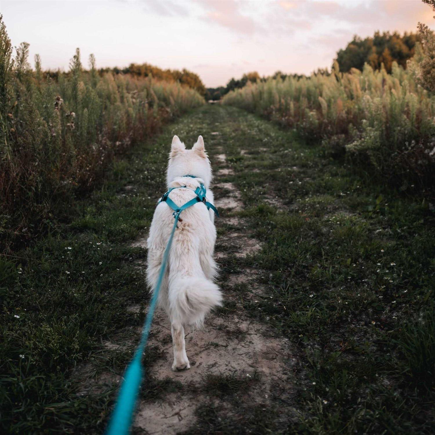 Non-Stop Dogwear Bungee Size - Pet Supplies online store