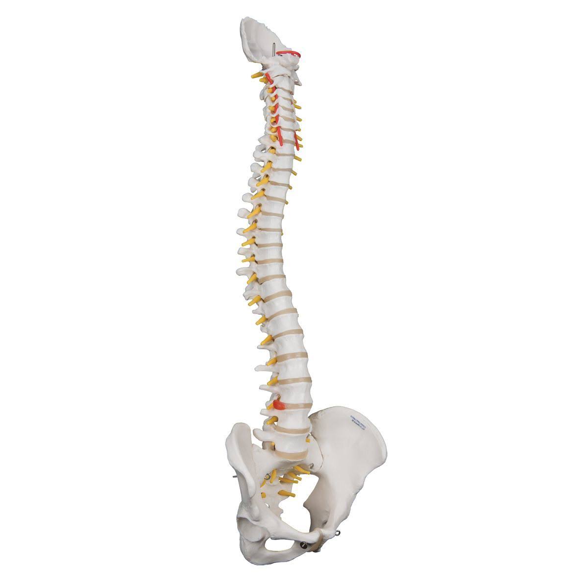 3B Scientific A59/1 Highly Flexible Spine Model
