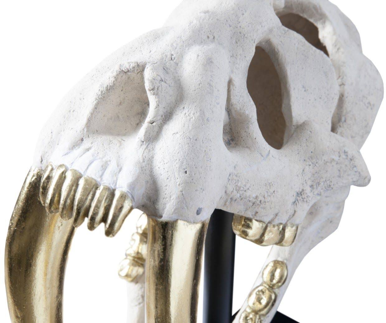 Phillips Collection Saber Tooth Tiger Skull, Roman Stone