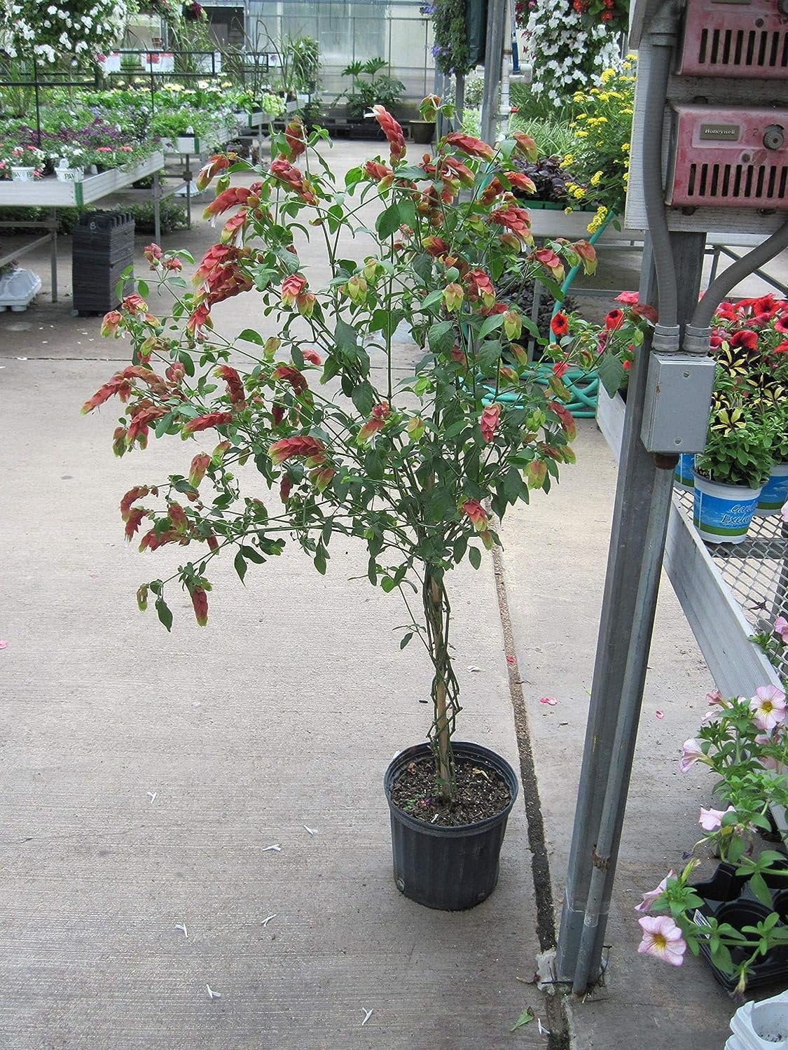 Shrimp Tree - Live Plant in a 10 Inch Growers Pot - Justicia Brandegeeana - Rare and Exotic Ornamental Flowering Tree