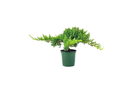 Dwarf Japanese Garden Juniper | 15 Live 4 Inch Pots | Juniperus Procumbens Nana | Drought Tolerant Evergreen Groundcover | Great Plants for Bonsai