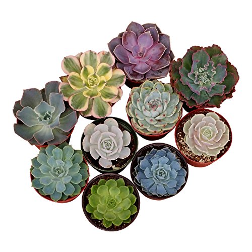 Shop Succulents | Radiant Rosette Collection of Live Succulent Plants, Hand Selected Variety Pack of Succulents | Collection of 40