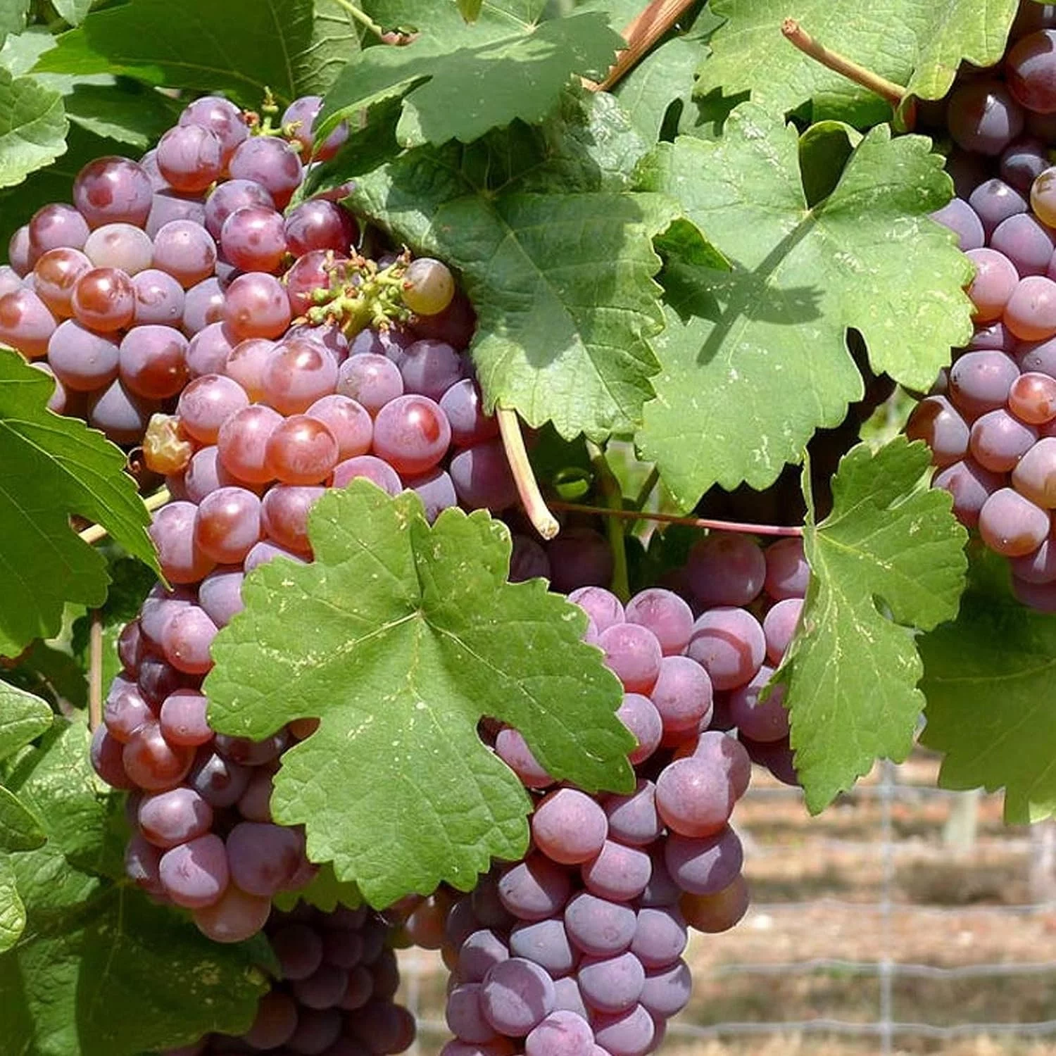 Grape Vine Plant - Live Plant in a 6 Inch Growers Pot - Variety is Grower's Choice Based on Health, Beauty and Season
