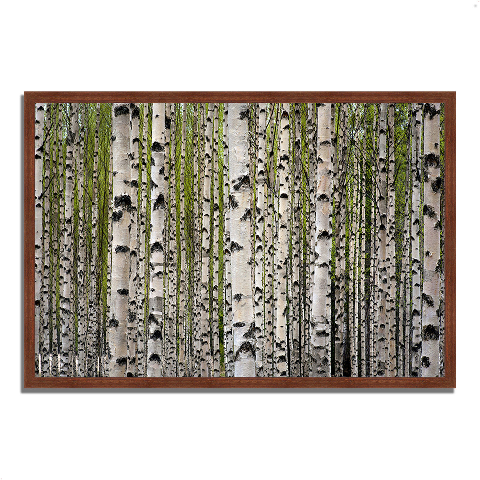 Spring BirchFramed Photograph Print Framed Photograph Print