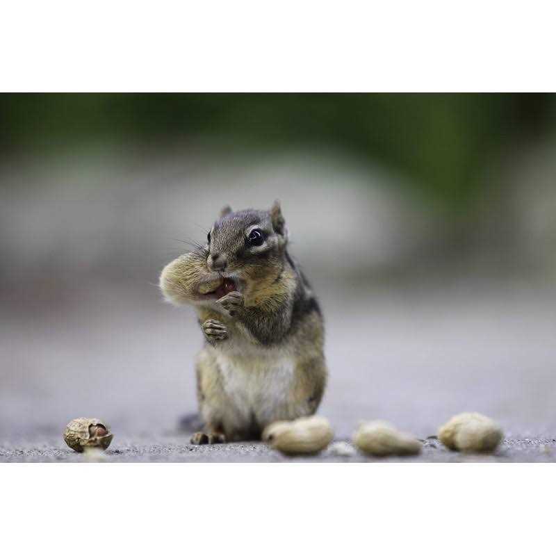 WAKEFIELD PEANUT COMPANY A TRADITION OF EXCELLENCE SINCE 1965 Wakefield Extra Large Virginia Peanuts for Animals - Pet Supplies online store