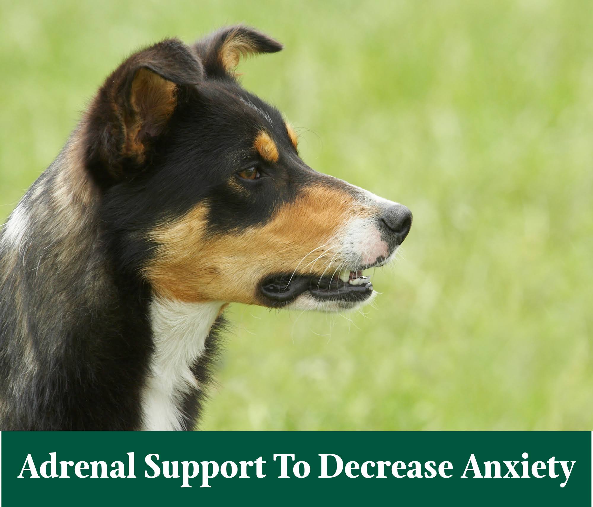 Standard Process Canine Adrenal Support 100 Grams