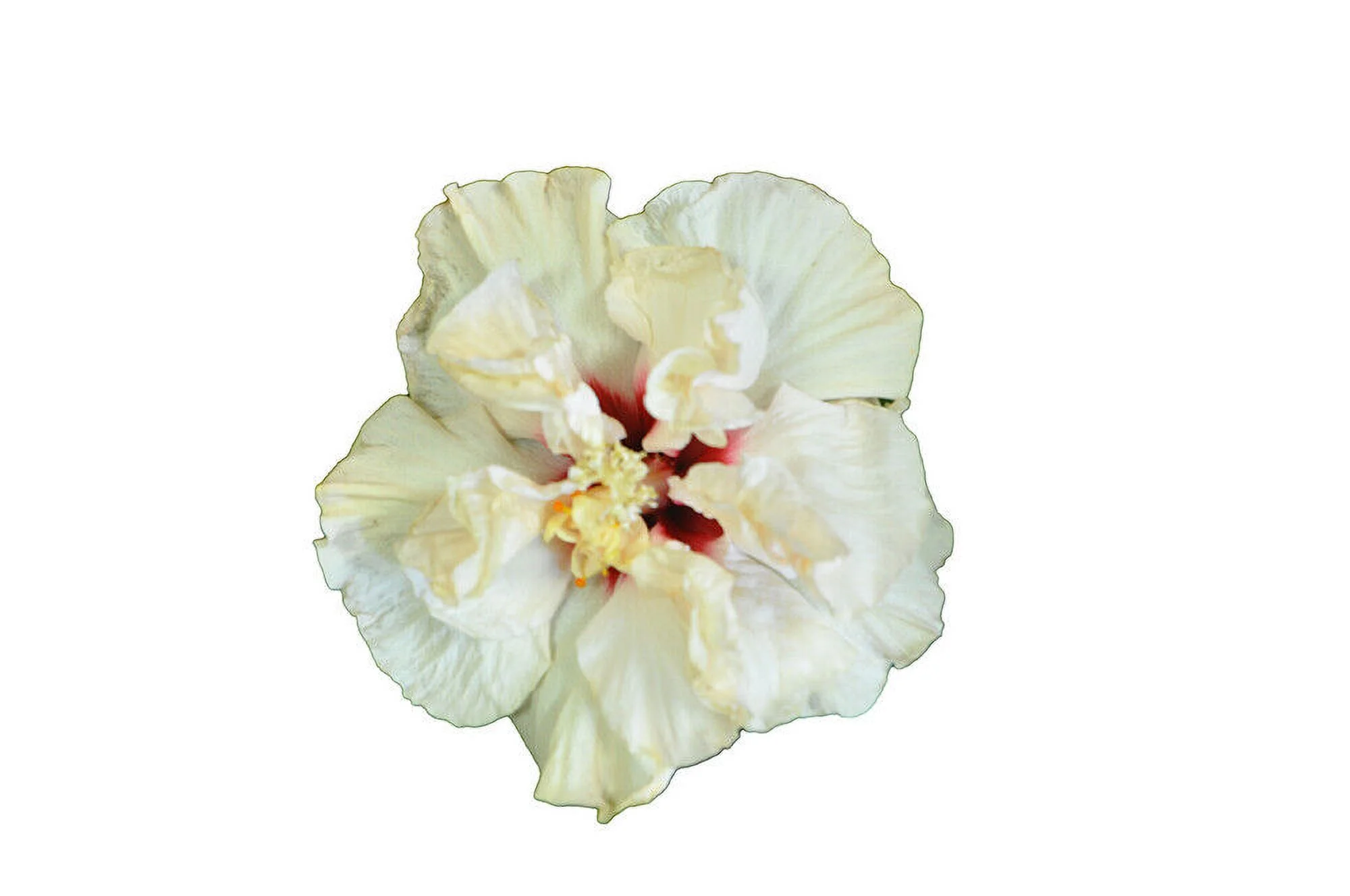 **CAJUN RISING MOON** Rooted Tropical Hibiscus Plant**Ships Bare Root***