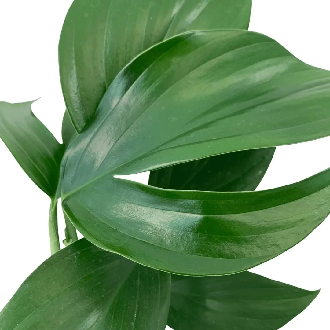 Dragon Tail Plant - Live Plant in a 4 Inch Pot - Rhaphidophora Decursiva - Extremely Rare Florist Quality Plants from Florida