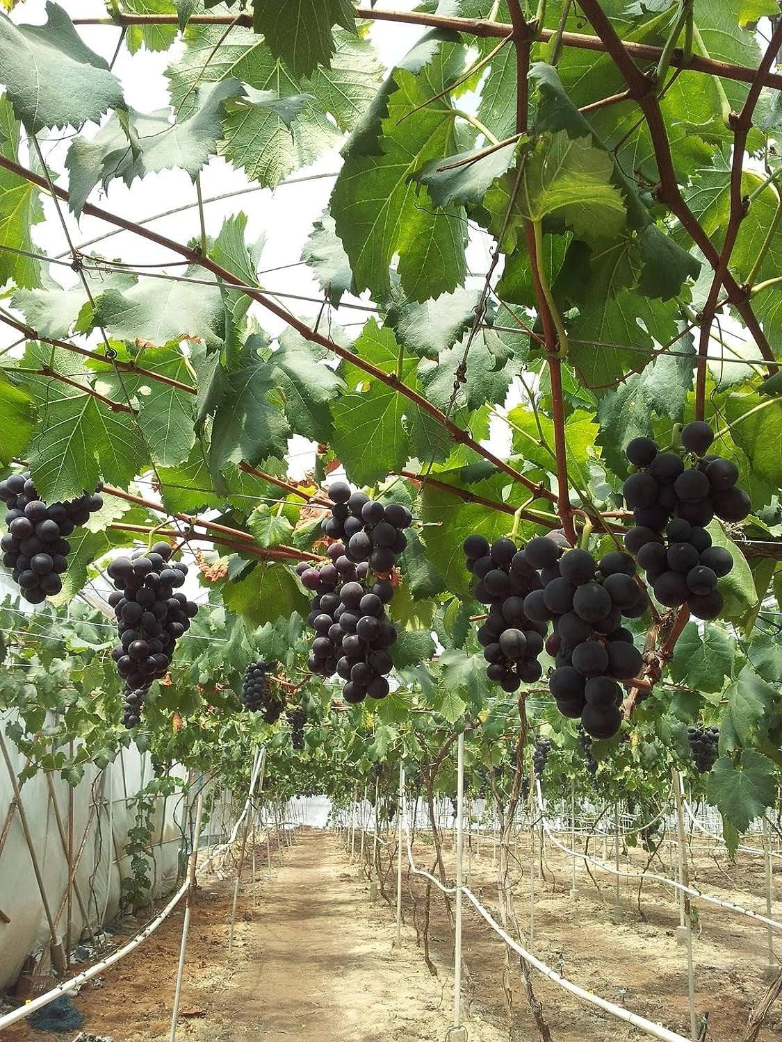 Grape Vine Plant - Live Plant in a 6 Inch Growers Pot - Variety is Grower's Choice Based on Health, Beauty and Season