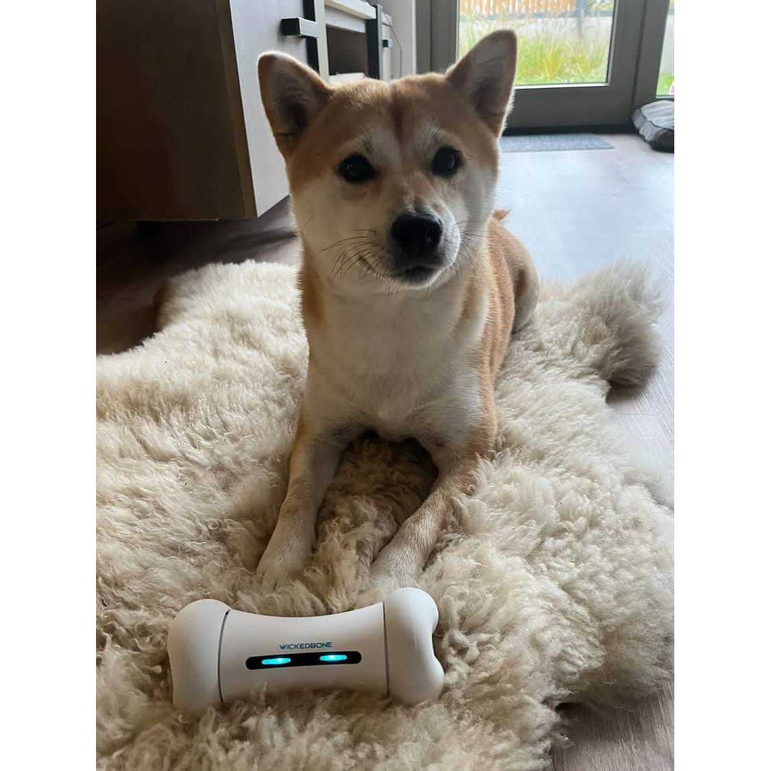 Cheerble Wickedbone 100% Automatic Interactive Toys for Dogs - Pet Supplies online store