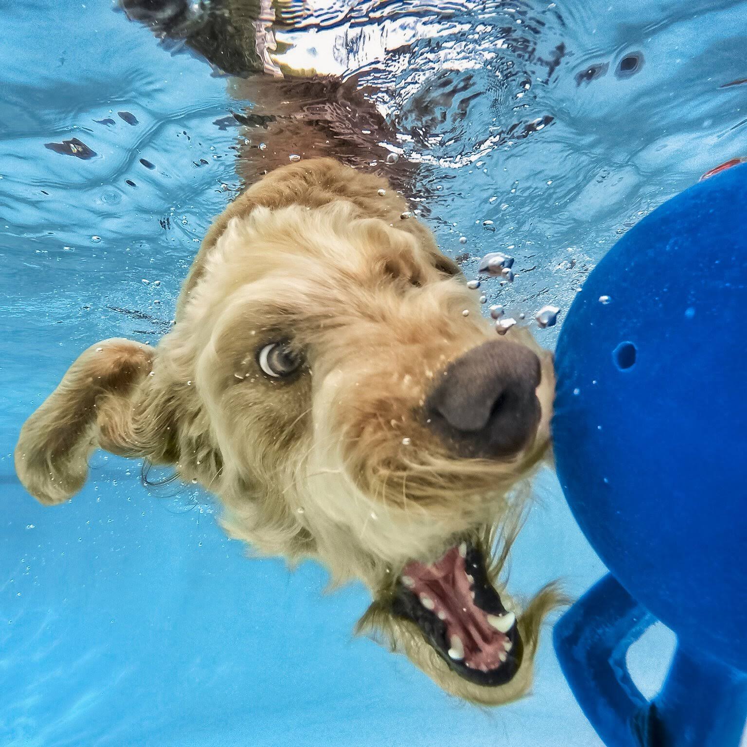 GoPro HERO+ Action Camera - 1080p