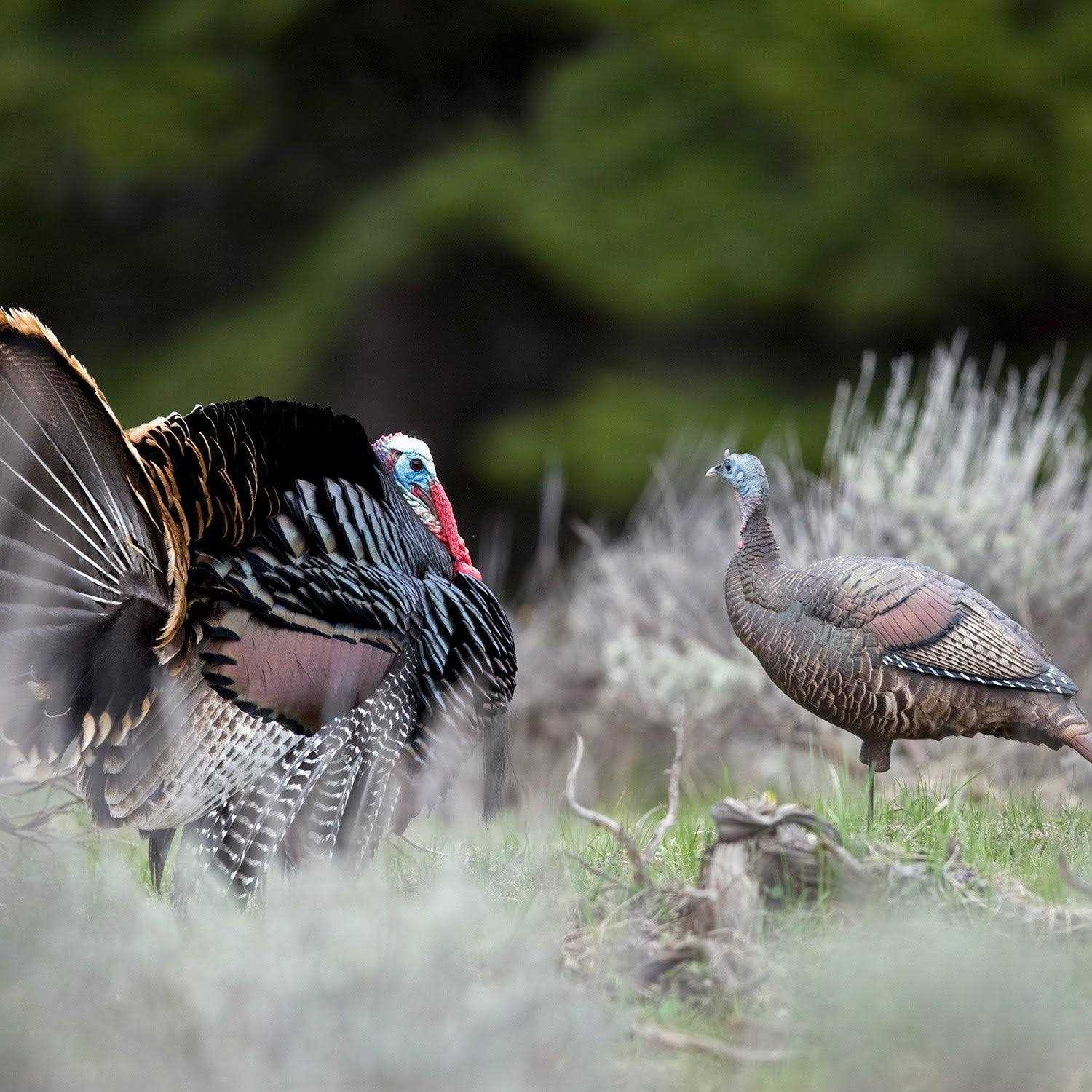 Dave Smith Decoys Upright Hen Decoy - Sports Supplies Online Store