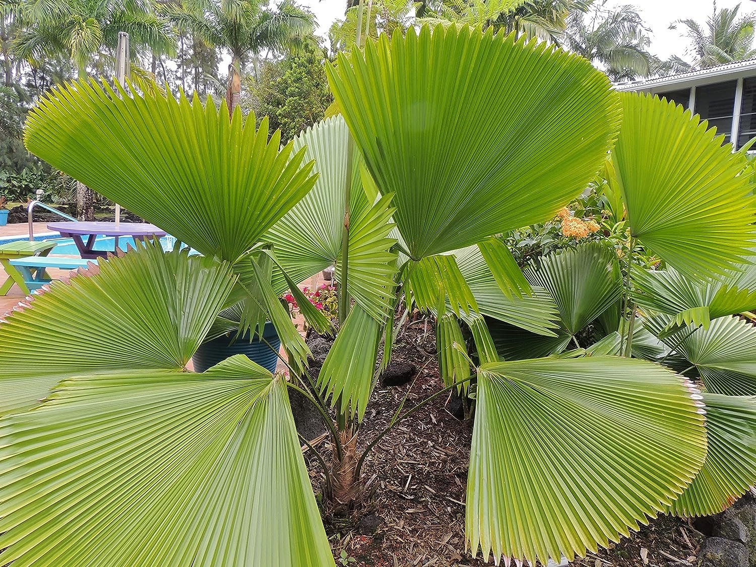 Licuala Peltata Fan Palm - Live Plant in a 3 Gallon Growers Pot - Licuala Peltata - Extremely Rare Ornamental Palms of Florida