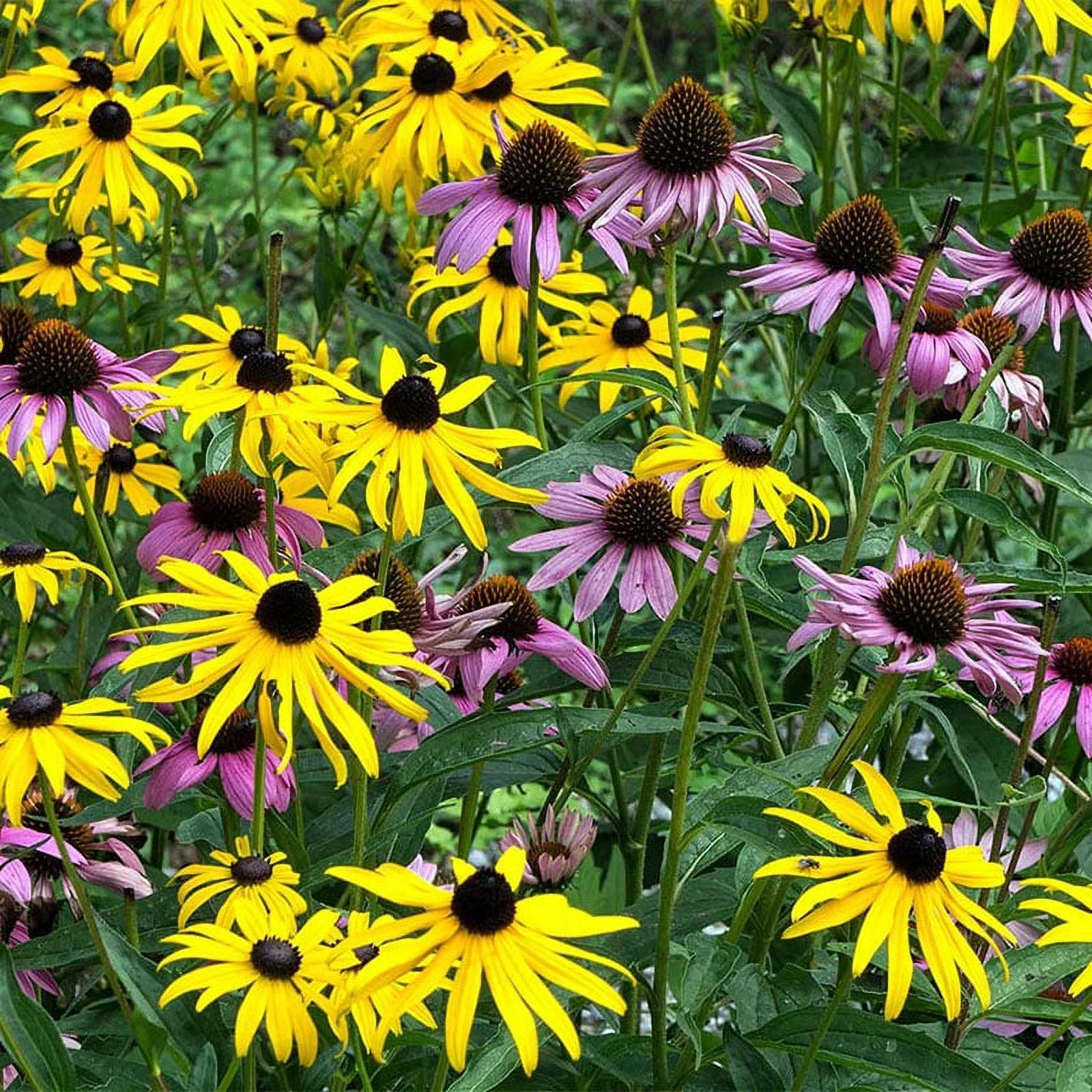 Eden Brothers Dynamic Duo Flower Mixed Seeds for Planting, 1/4 lb, 120,000+ Seeds with Purple Coneflower, Black Eyed Susan | Attracts Pollinators