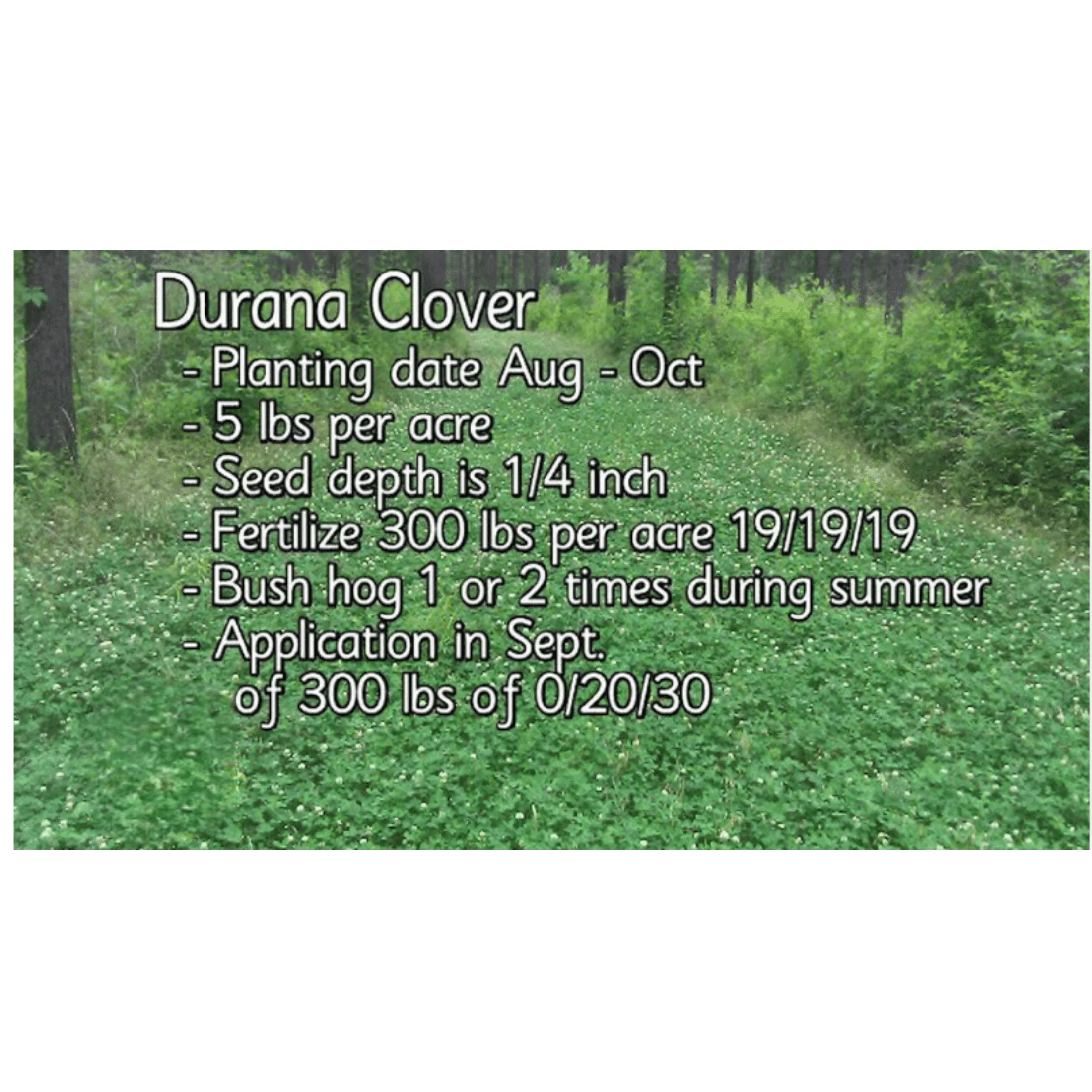 Pennington Durana Perennial White Clover Grass Seed,  25lb