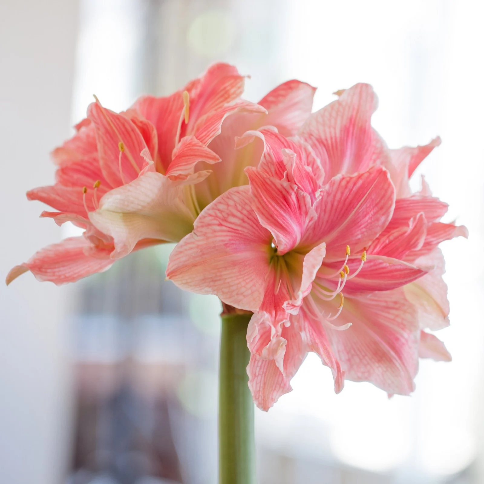 Amaryllis Bulbs For Planting,Iridescent,Amarillos,Amaryllis Bulbs For Sale,Amaryllis Pots,Amaryllis Plants,Amaryllis Belladonna Bulbs