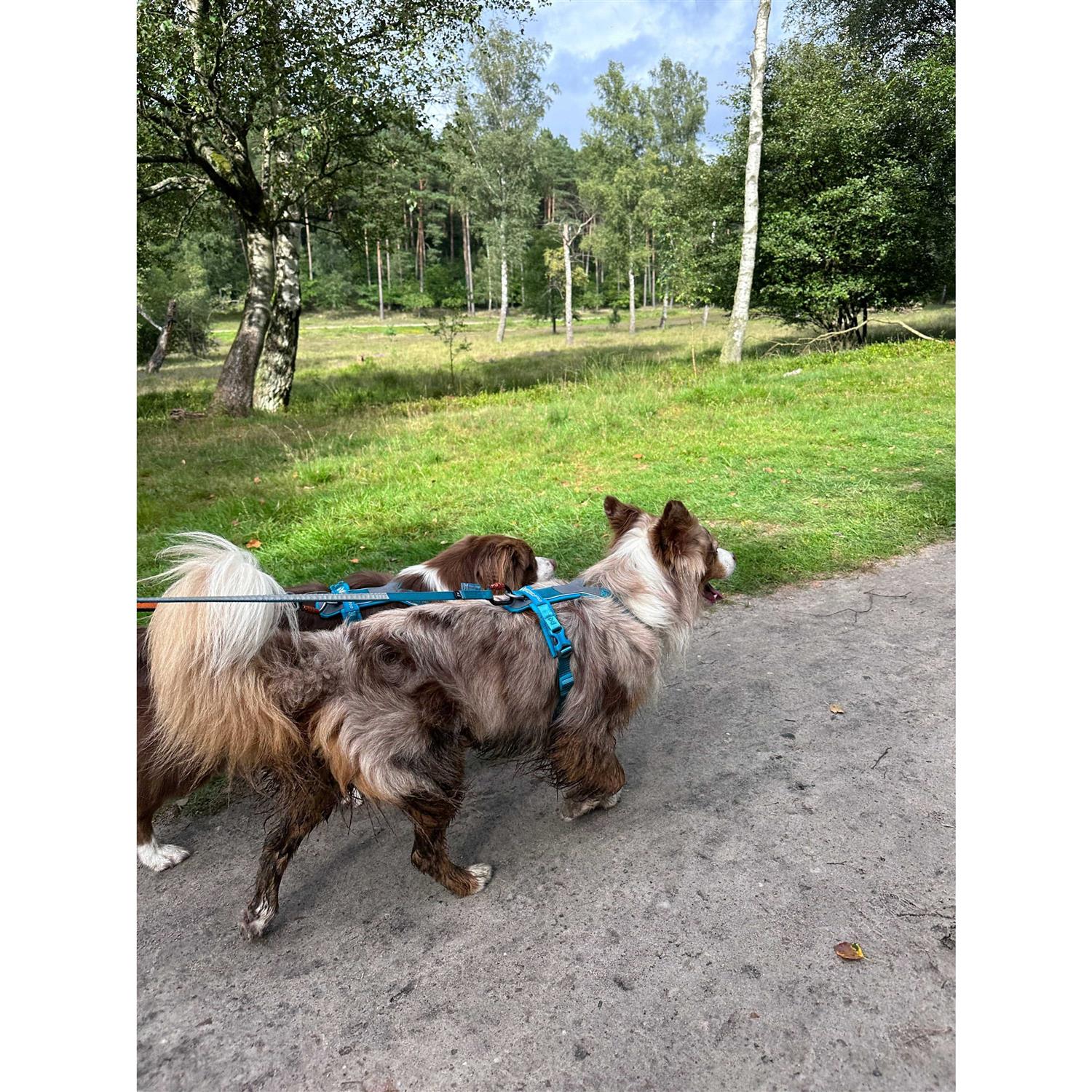 Non-Stop Dogwear Line Harness / Size