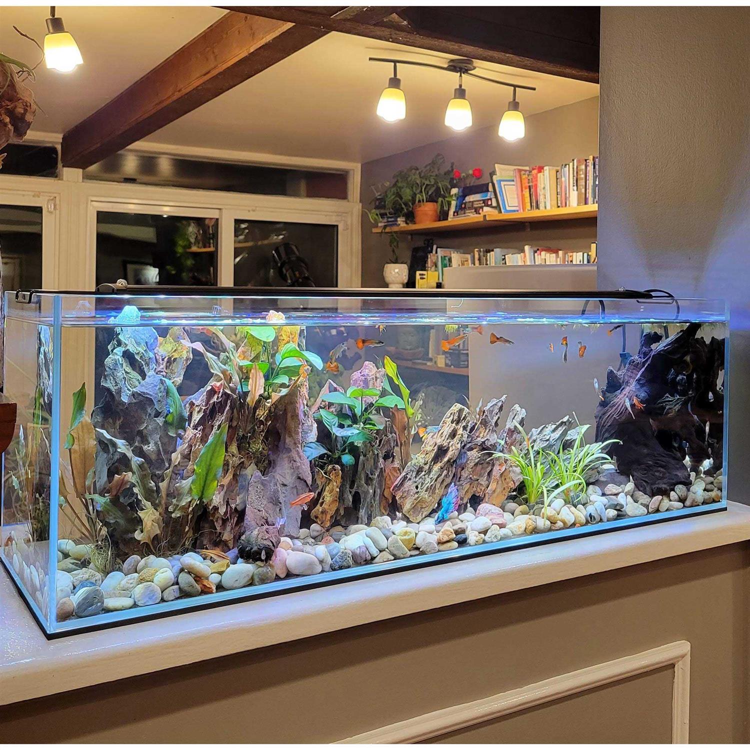 Lifegard Aquatics Crystal Bookshelf Aquarium - Pet Supplies online store