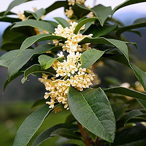 Fragrant Tea Olive Shrub | 2 Extra Large 3 Gallon Plants | Osmanthus Fragrans Blooming Specimen