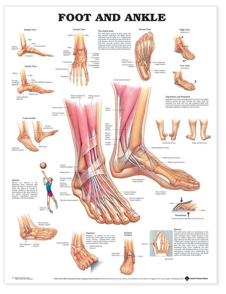 Skeletal System Anatomical Chart, 42x62 Inches