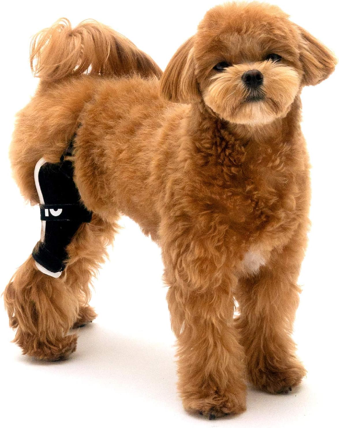Poveo hinged Dog Knee Brace with Patella Tracker - Neoprene Canine Stifle Support for Dogs with Flexible Support, Torn ACL, Patella Luxation
