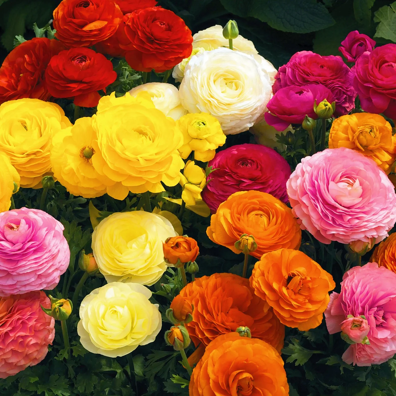Ranunculus?Bulbs?For?Planting Ranunculus?Bulbs Ranunculus Bulbs For Sale Ranunculus?Flowers?Live Simple Planting Garden Decoration