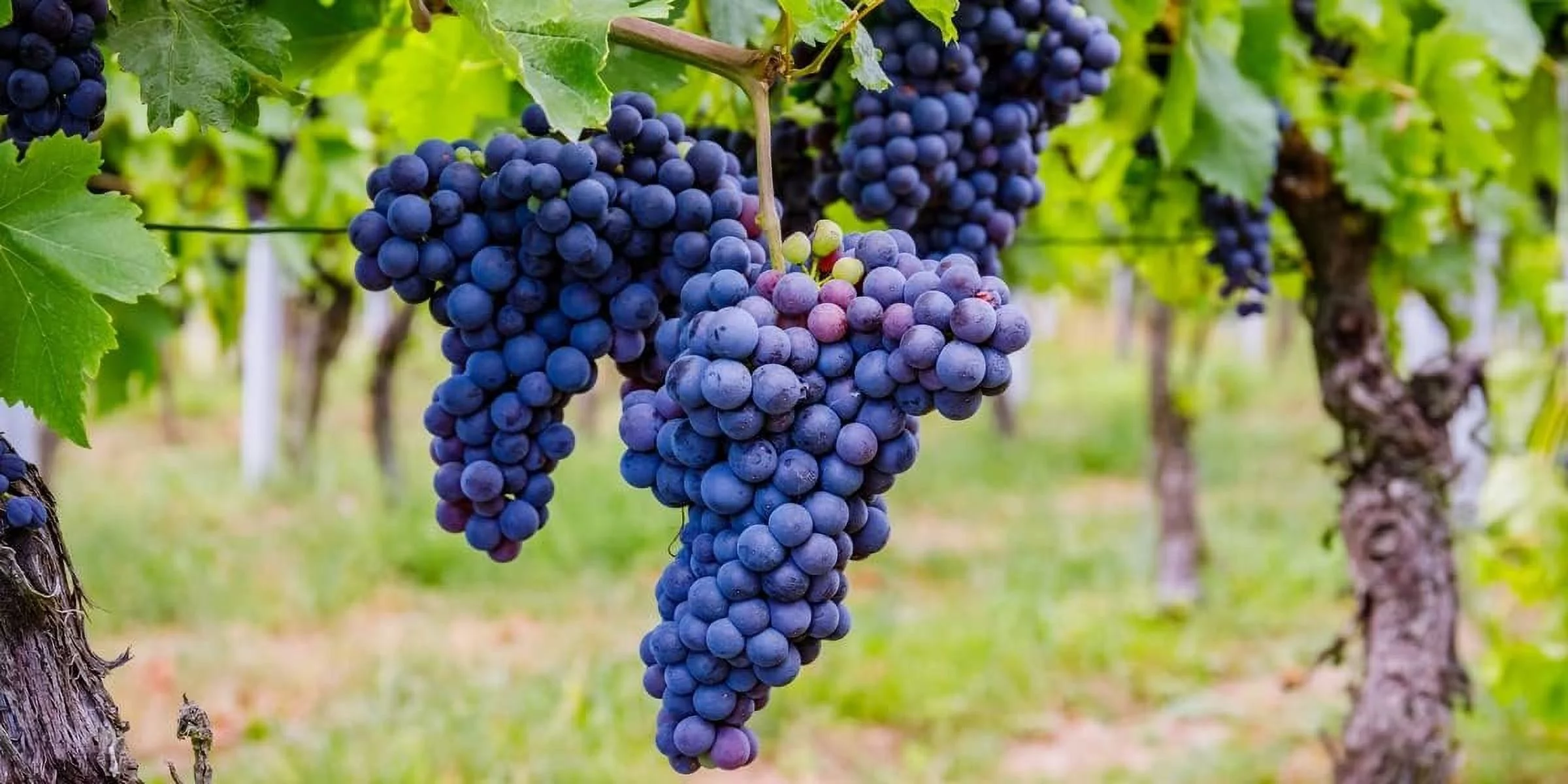 Grape Vine Plant - Live Plant in a 6 Inch Growers Pot - Variety is Grower's Choice Based on Health, Beauty and Season