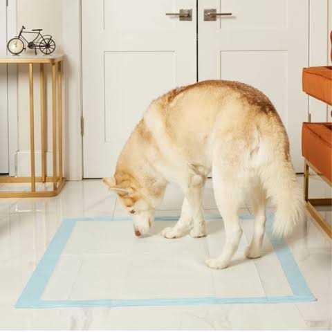 Petsworld Giant Potty Pads Odor Eliminating 36 x Pee Pads for Dogs - Pet Supplies online store
