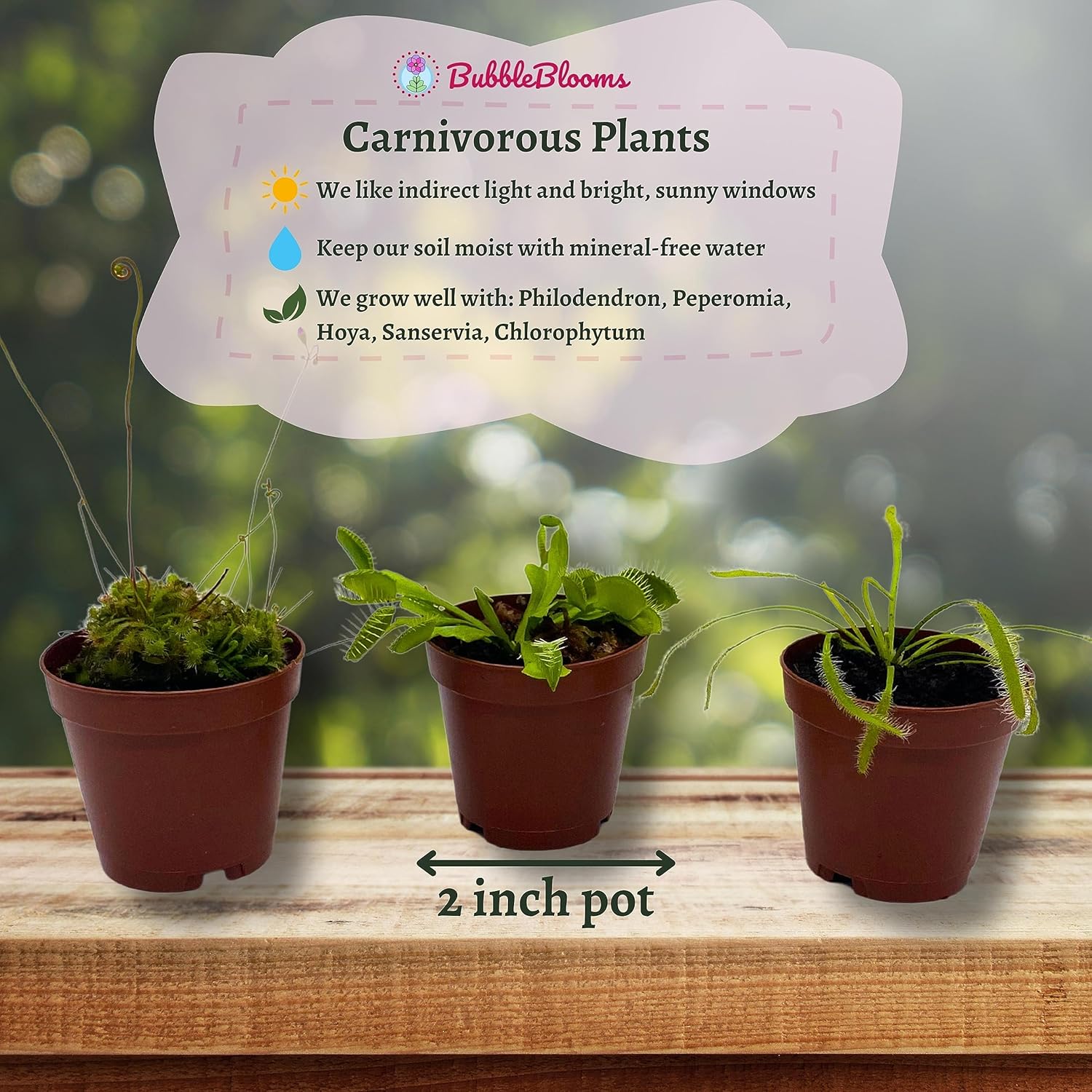 BubbleBlooms Carnivorous Plant Assortment Set, 5 Live Different Plants in 2 inch Pots