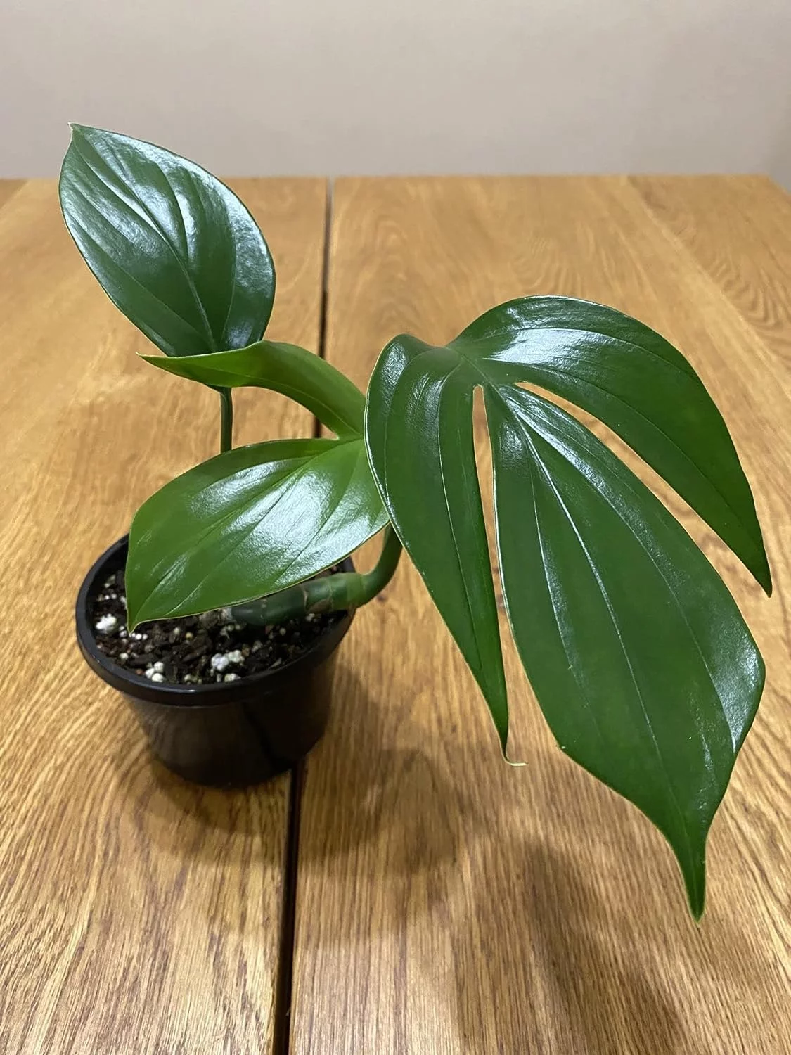 Dragon Tail Plant - Live Plant in a 4 Inch Pot - Rhaphidophora Decursiva - Extremely Rare Florist Quality Plants from Florida