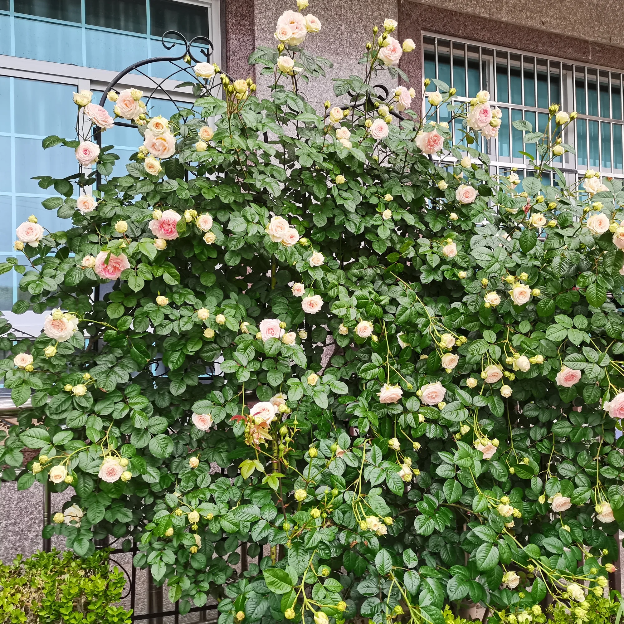 High Climbing Plants Support Rose Arch Outdoor, Metal Garden Trellis Black - Radiant Selections