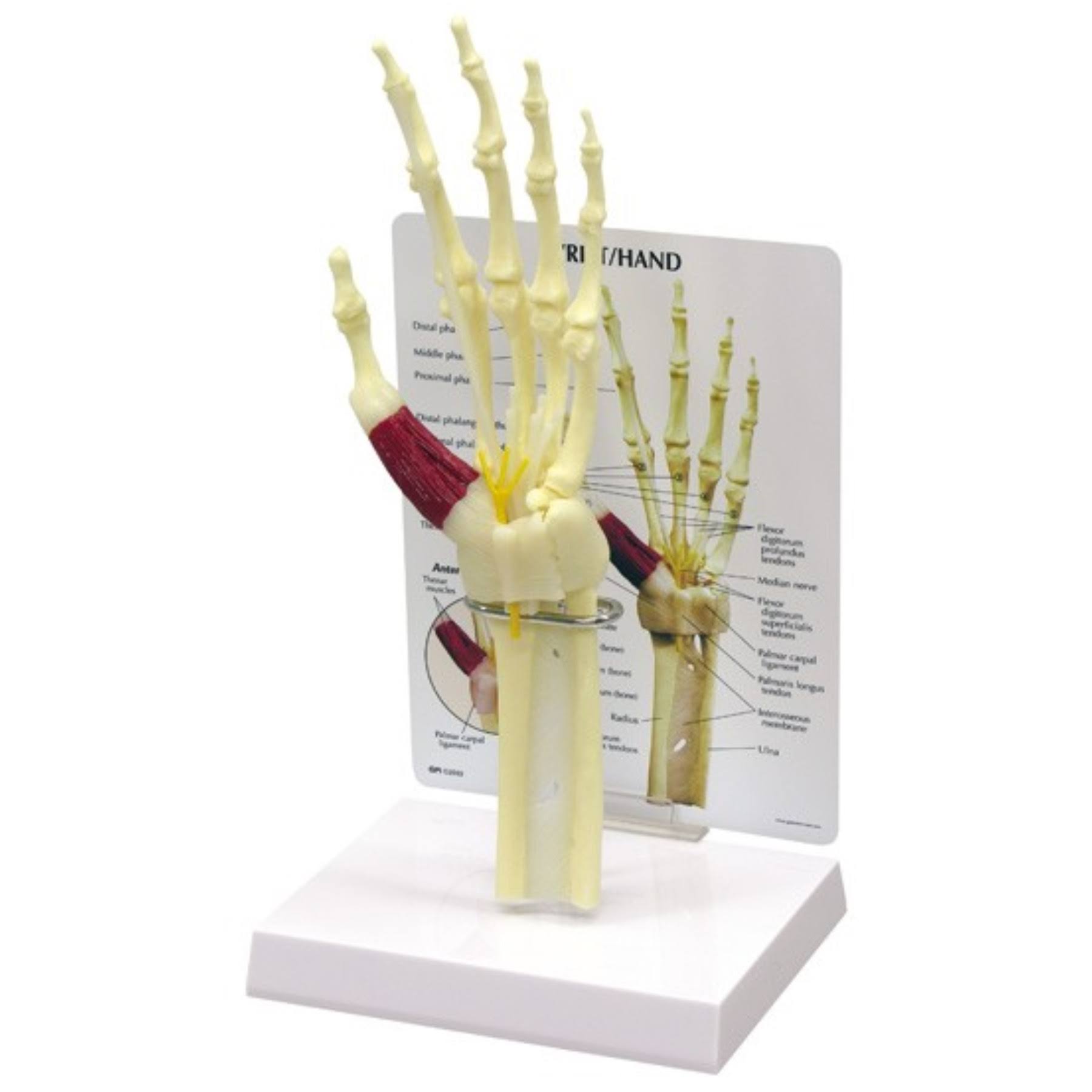 GPI Anatomical Hand u0026 Wrist Joint Model #1920
