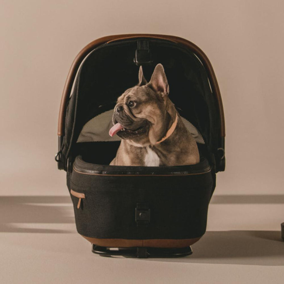 Pet resting inside a partially opened ventilated carrier