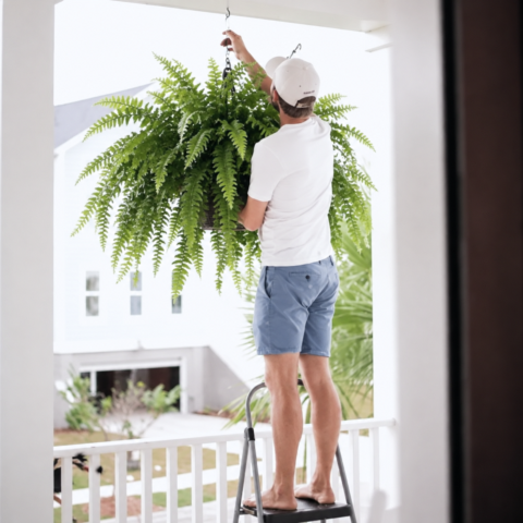 ✨Last Day 72% OFF🌿Glowing Boston Ferns with Lights – 💛 Zero Watering, Zero Maintenance