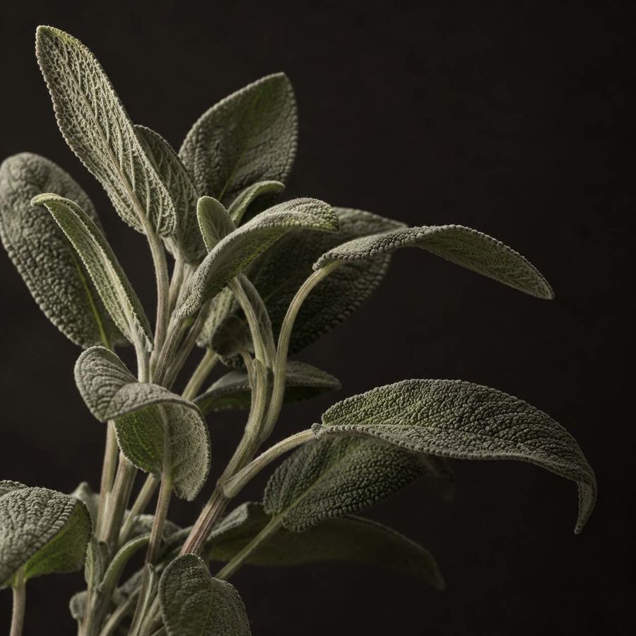Sage