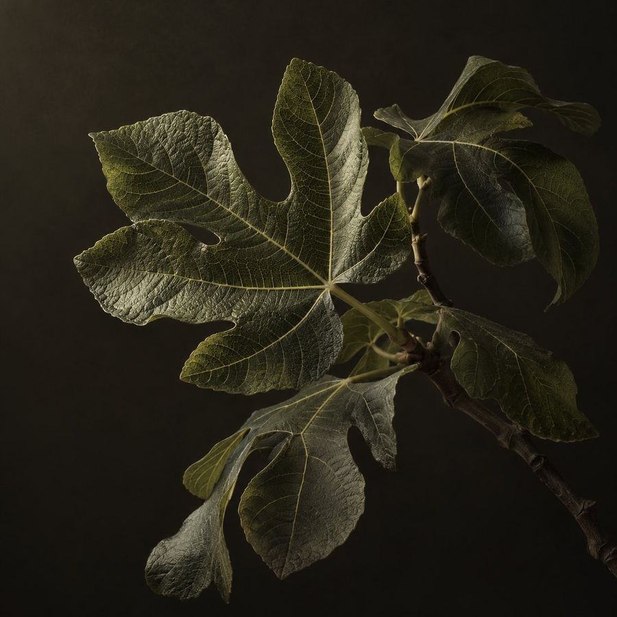 Fig Leaf