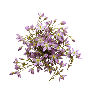 Swertia Japonica ingredient